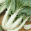 Pak Choi White Stemmed 1