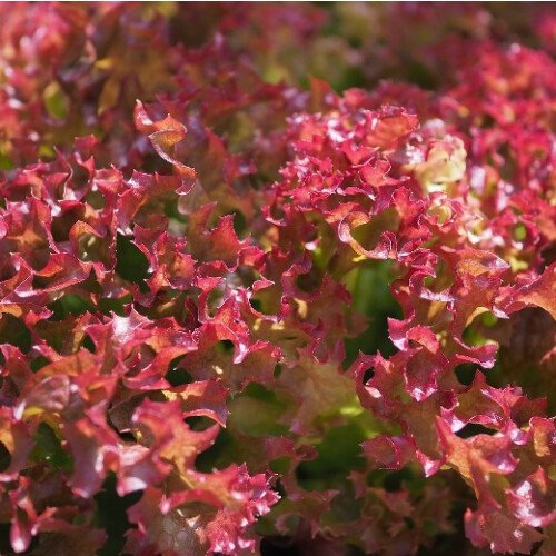 LETTUCE Lollo Rossa 2
