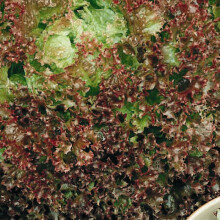 LETTUCE Lollo Rossa