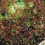 LETTUCE Lollo Rossa 1