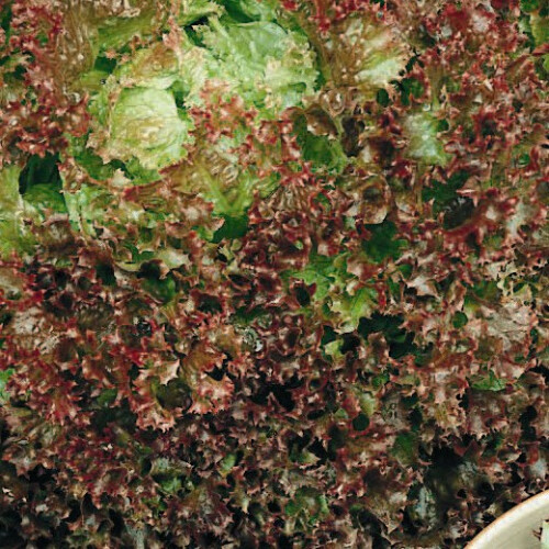 LETTUCE Lollo Rossa