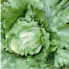 LETTUCE Great Lakes. Iceberg type.