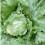 LETTUCE Great Lakes. Iceberg type. 3
