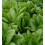 LETTUCE Paris White. 2
