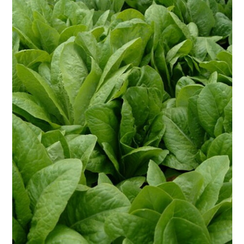 LETTUCE Paris White. 1
