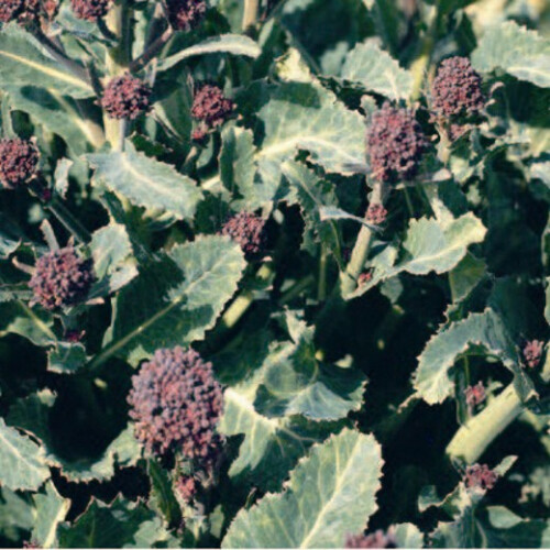 Purple Sprouting BROCCOLI.