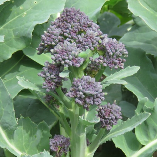 Purple Sprouting BROCCOLI. 1