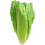 LETTUCE Paris White. 3