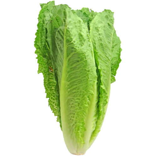 LETTUCE Paris White. 2