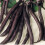 French Bean PURPLE QUEEN. (Dwarf) 1