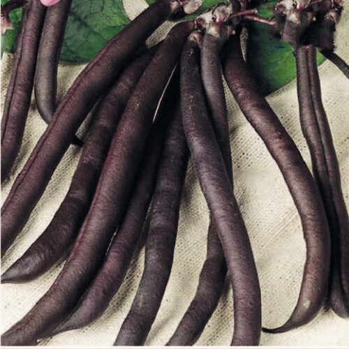 French Bean PURPLE QUEEN. (Dwarf)