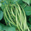 FRENCH BEAN Tendergreen. Dwarf variety 3