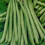 FRENCH BEAN Tendergreen. Dwarf variety 2