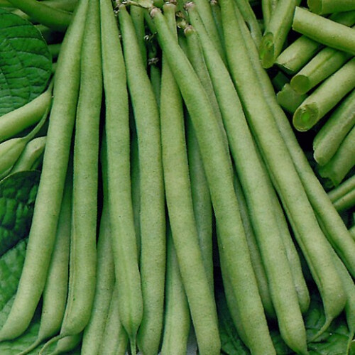 FRENCH BEAN Tendergreen. Dwarf variety 1