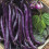 French Bean PURPLE QUEEN. (Dwarf) 2