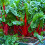 SWISS CHARD Rhubarb Red. 2