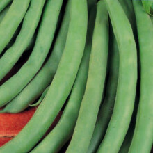 FRENCH BEAN Tendergreen. Dwarf variety