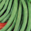 FRENCH BEAN Tendergreen. Dwarf variety 1