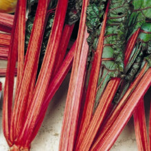 SWISS CHARD Rhubarb Red.