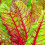 SWISS CHARD Rhubarb Red. 3