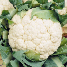 Cauliflower Snowball SPB-13454: American-bred 1890s dwarf variety with large, tight heads and long harvest window