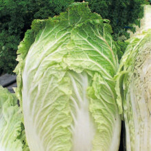 Chinese Cabbage. Michihili.