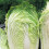 Chinese Cabbage. Michihili. 1