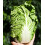 Chinese Cabbage. Michihili. 2