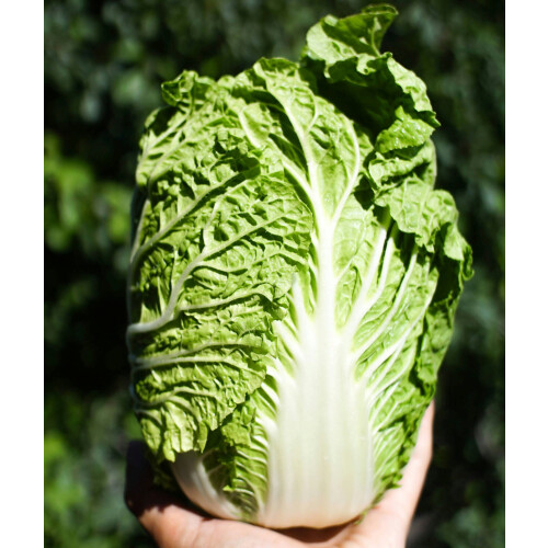 Chinese Cabbage. Michihili. 1