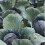 Cabbage Cabeza Negra 2 1