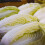 Chinese Cabbage. Michihili. 3