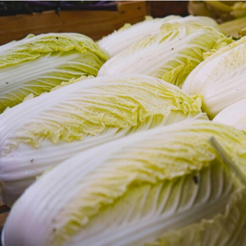 Chinese Cabbage. Michihili. 2