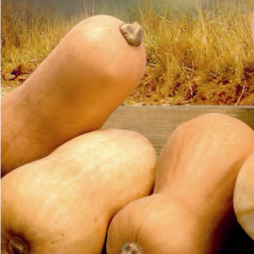 Butternut Squash. Waltham