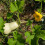 Butternut Squash. Waltham 3