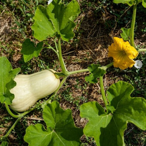 Butternut Squash. Waltham 2