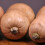 Butternut Squash. Waltham 2
