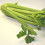 Celery Pascal. 2