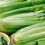 Celery Pascal. 1