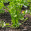 Celery Pascal. 3
