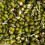 Mung Beans. Sprouting seeds. 3