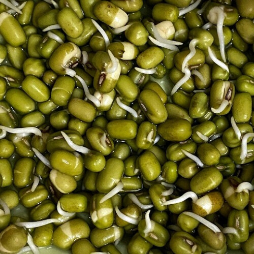 Mung Beans. Sprouting seeds. 2