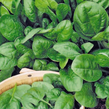 SPINACH Viking - Premium Spinach with Tender Dark Green Leaves (SPB-13519)
