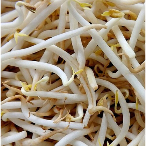 Mung Beans. Sprouting seeds. 1