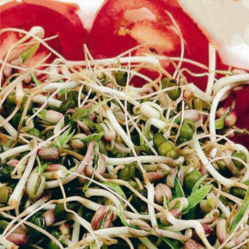 Mung Beans. Sprouting seeds.