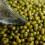 Mung Beans. Sprouting seeds. 4