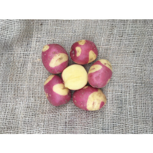(10) Potato CELEBRATION.