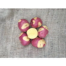 (20) Potato CELEBRATION.