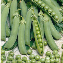 Pea Oregon Sugar Pod.