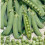 Pea Oregon Sugar Pod. 1