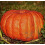 Pumpkin Jack O Lantern. 2
